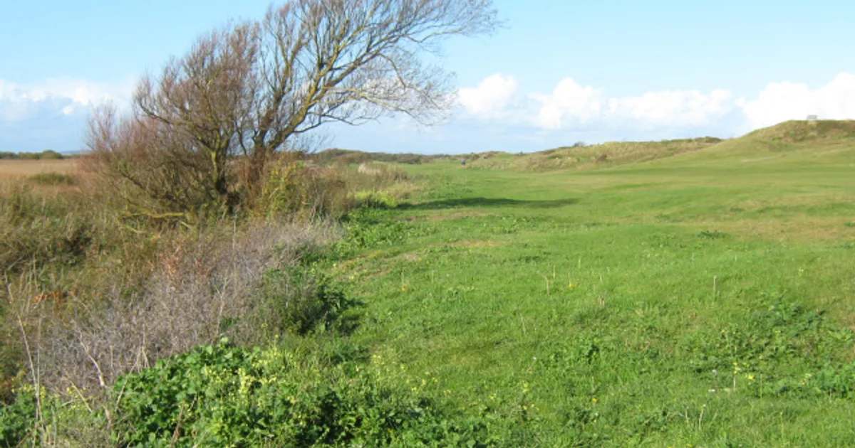 Arbre et végétation façonnés par le vent dans un paysage côtier