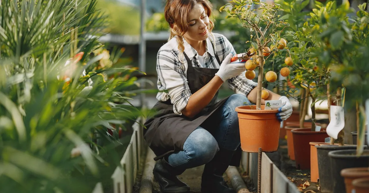 Personne entretenant des plantes dans un jardin fleuri