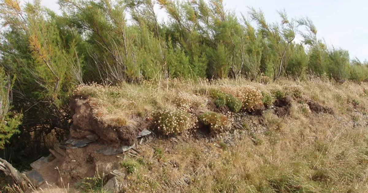 Tamaris planté sur un talus de pierre près du littoral