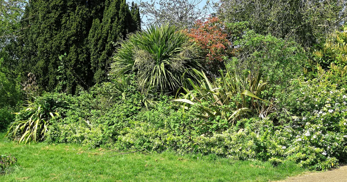 Massif dense et diversifié bordant une pelouse dans un jardin
