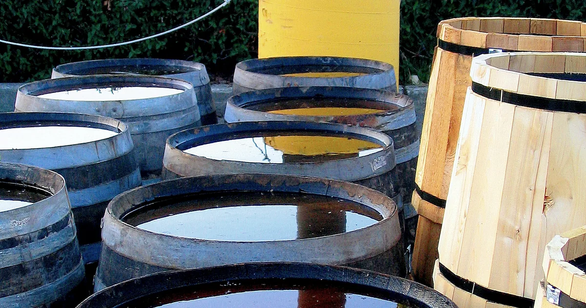Récupérateurs d’eau de pluie installés dans un espace de jardin